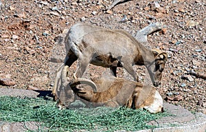 Portrait of the desert bighorn sheep with large curved horns, antelope family.