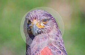 Portrait of a desert buzzard