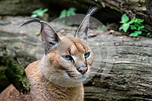 Portrait desert cats Caracal Caracal caracal