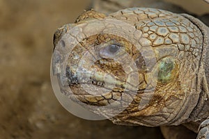 Portrait of Desert tortoise Gopherus agassizii. Gopherus agassizii is distributed in western Arizona, southeastern California, photo
