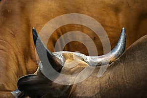 Portrait and detail close up of mammal farm cow livestock head