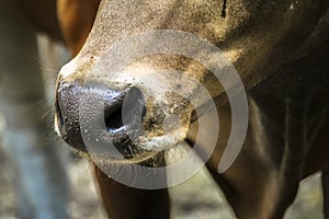 Portrait and detail close up of mammal farm cow livestock head