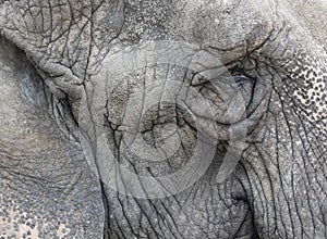 Portrait detail of grey old elephant