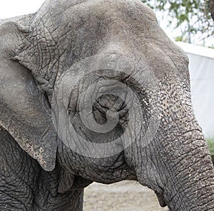 Portrait detail of grey old elephant