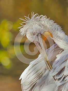 Portrait detail white pelican