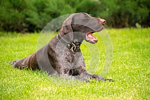 Portrait of a deutsch drahthaar dog lying on the lawn on a summer day