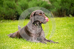 Portrait of a deutsch drahthaar dog lying on the lawn on a summer day