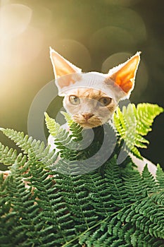 Portrait Of Devon Rex Cat Posing In Fern Thicket With Cream Fur Color. Curious Playful Funny Cute Beautiful Devon Rex