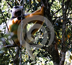 Portrait of diademed sifaka aka Propithecus diadema Madagascar photo