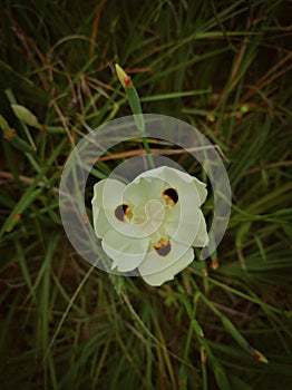 a portrait of the dietes bicolor plant