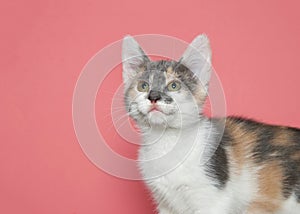 Portrait of a diluted calico kitten looking up