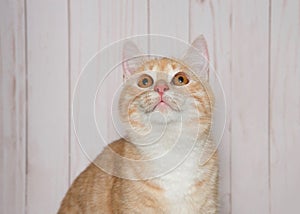 Portrait of an diluted orange tabby kitten with bright orange eyes looking up