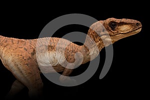 Portrait of a dinosaur called velociraptor on black background