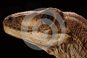 Portrait of a dinosaur called velociraptor on black background