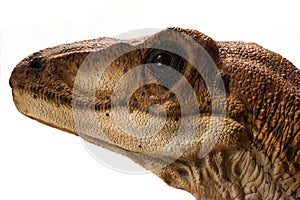 Portrait of a dinosaur called velociraptor on white background