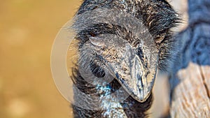 A Portrait of a Dirty Emu