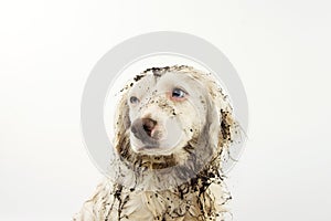 PORTRAIT OF DIRTY AND MUDDY DOG FACE. GUILTY OR SAD EXPRESSION. ISOLATED ON WHITE BACKGROUND