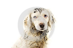 PORTRAIT OF DIRTY AND MUDDY DOG FACE. ISOLATED ON WHITE BACKGROUND