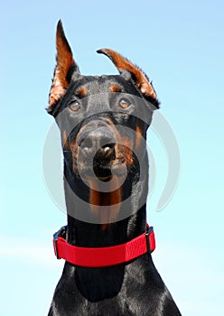 Portrait of Doberman