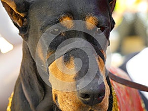 Portrait doberman dog head closeup