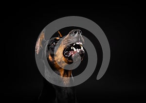 Portrait of a Doberman dog on an isolated black background