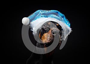 Portrait of a Doberman dog in a Santa hat isolated on a black background