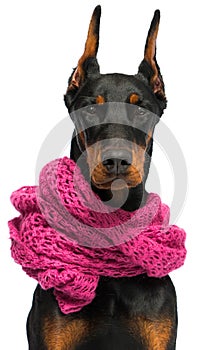 portrait of a doberman dog in a scarf