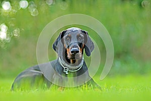 Portrait of Doberman lying in green grass in park. Background is green. It's a close up view