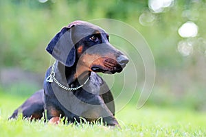 Portrait of Doberman lying in green grass in park. Background is green. It's a close up view