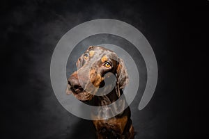 Portrait doberman mixed-breed puppy dog tilting head side. Isolated on grey dark background