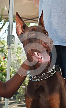 Portrait of a doberman pincer dog