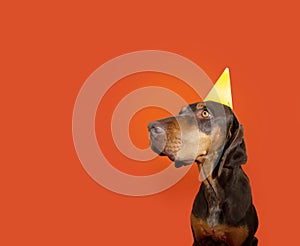 Portrait doberman pincher dog celebrating birthday, carnival or anniversary wearing a yellow party hat. Isolated on orange