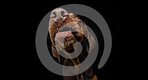 Portrait doberman pincher dog close-up begging food. Isolated on black background