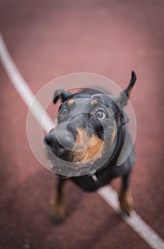 Portrait of doberman pinscher