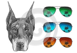 Portrait of Doberman Pinscher with glasses.