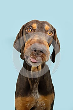 Portrait doberman pinscher mixed breed making a funny face sticking tongue out. Isolated on blue pastel background