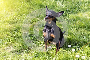 Portrait of a doberman pinscher puppy