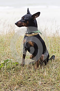 Portrait of a doberman pinscher puppy