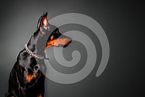 Portrait of a Doberman Pinscher puppy on a black background. Copy space