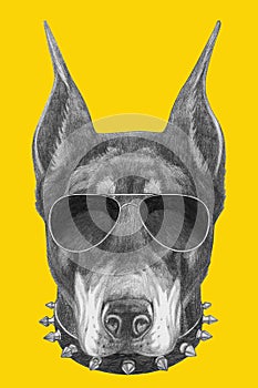 Portrait of Doberman Pinscher with sunglasses and collar.