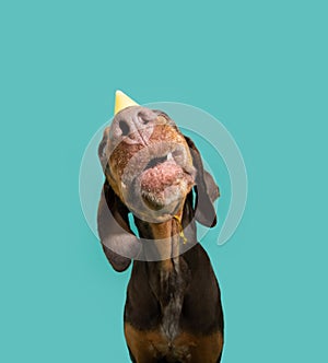 Portrait doberman puppy dog celerbating birthday, carnival or anniversary with happy funny expression face. Isolated on blue