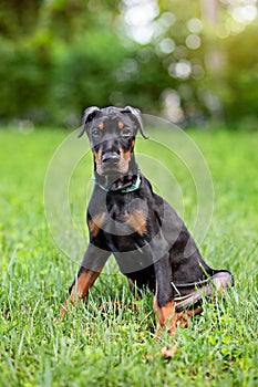 Portrait of a Doberman puppy outdoors