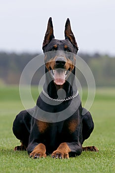 Portrait of dobermann