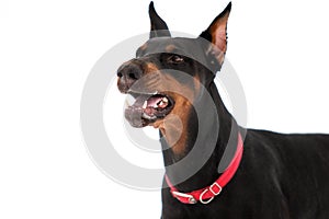 Portrait of a Dobermann dog