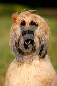 Portrait of a dog Afghan hound on the grass