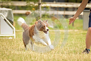 Portrait of dog in agility park.