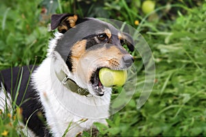 Portrait of a dog with apple in autumn