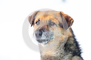 Portrait of a dog with an attentive look in winter on a white background