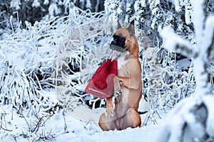 Portrait of dog in background of Christmas trees