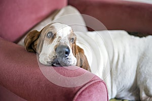 Portrait of a dog, bassethound, resting on a sofa